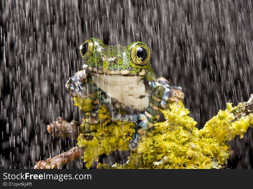 Peacock Tree Frog on a green mossy branch against a black background with a shower of rain