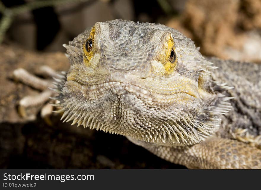 Bearded Dragon close up against a brown background