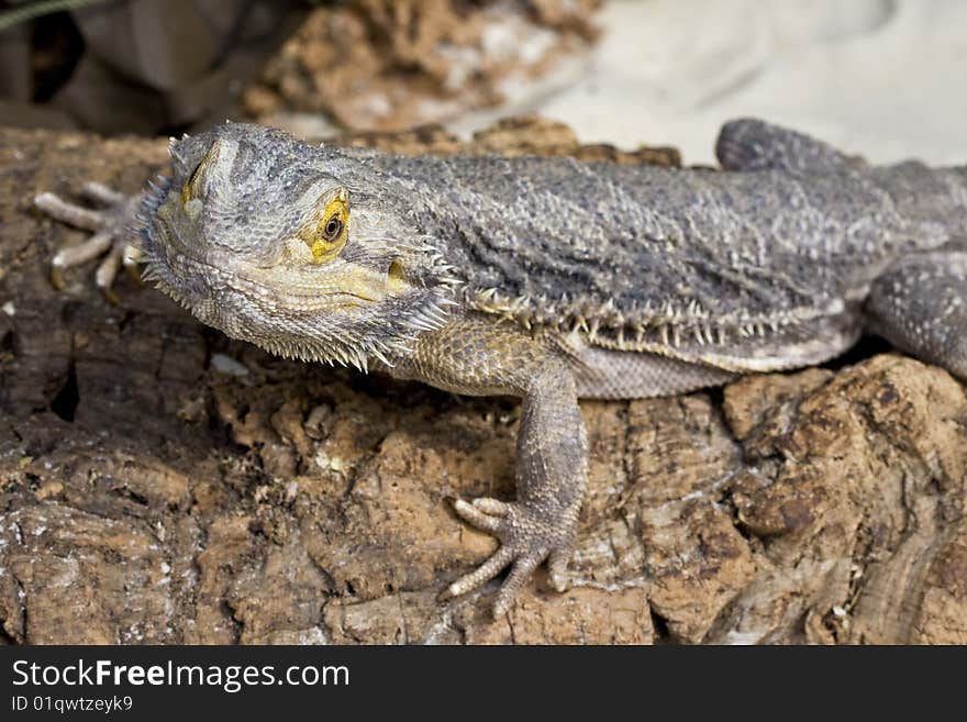 Bearded Dragon close up against a brown background