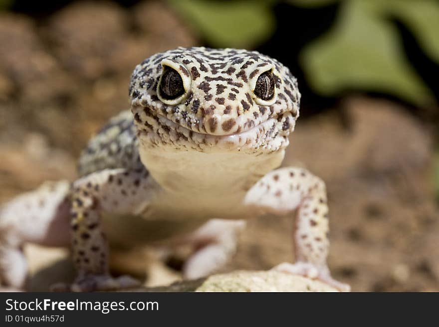 Gecko