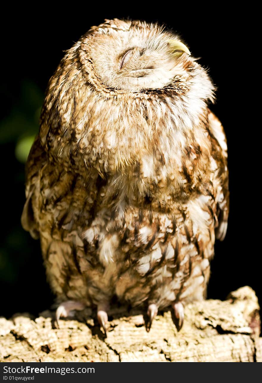 Owl