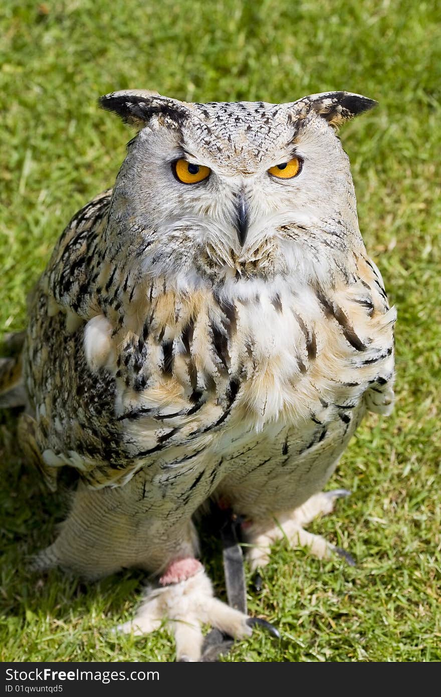 Eagle Owl staring up on green grass background