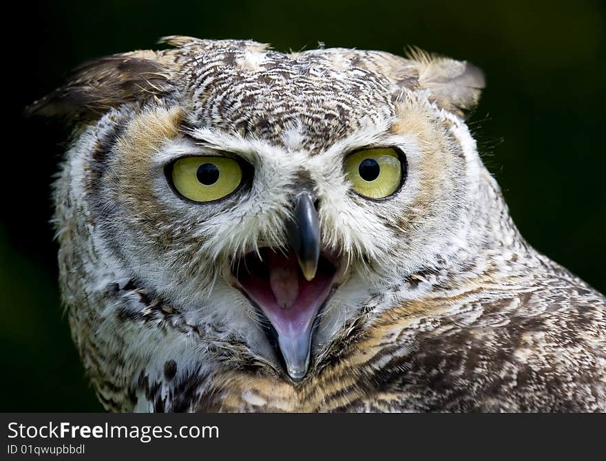 Eagle Owl