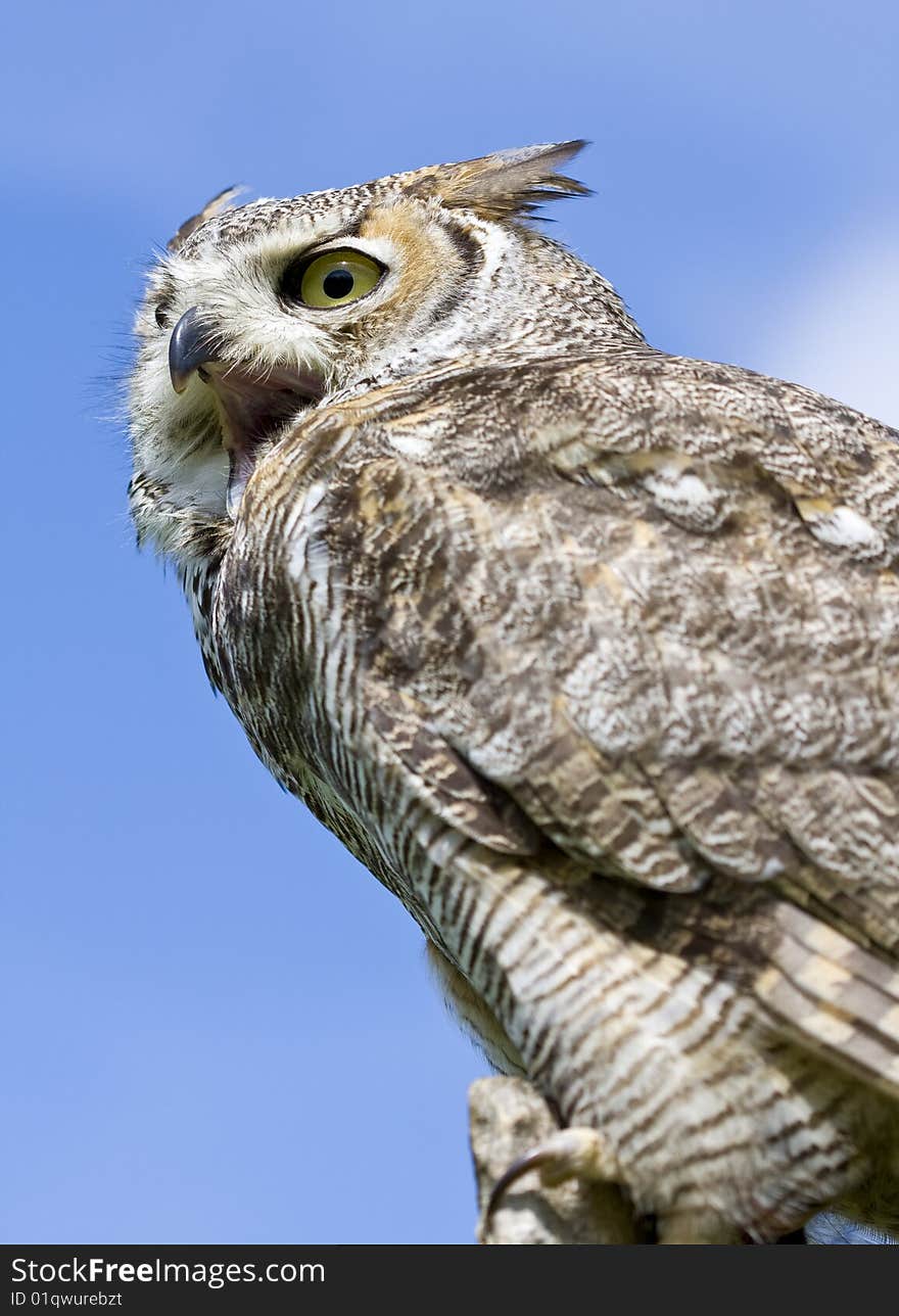 Eagle Owl