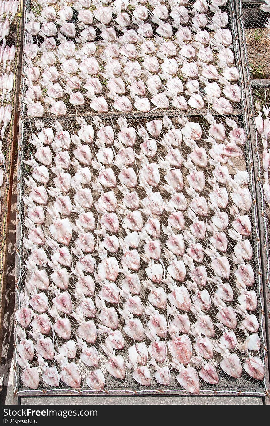 Cuttlefish dry in fisherman village