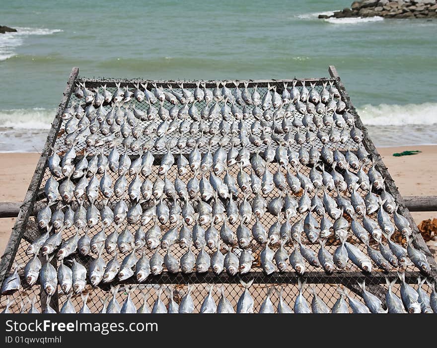 Cuttlefish dry in fisherman village