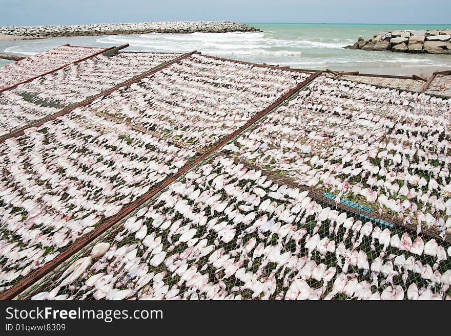 Cuttlefish dry in fisherman village