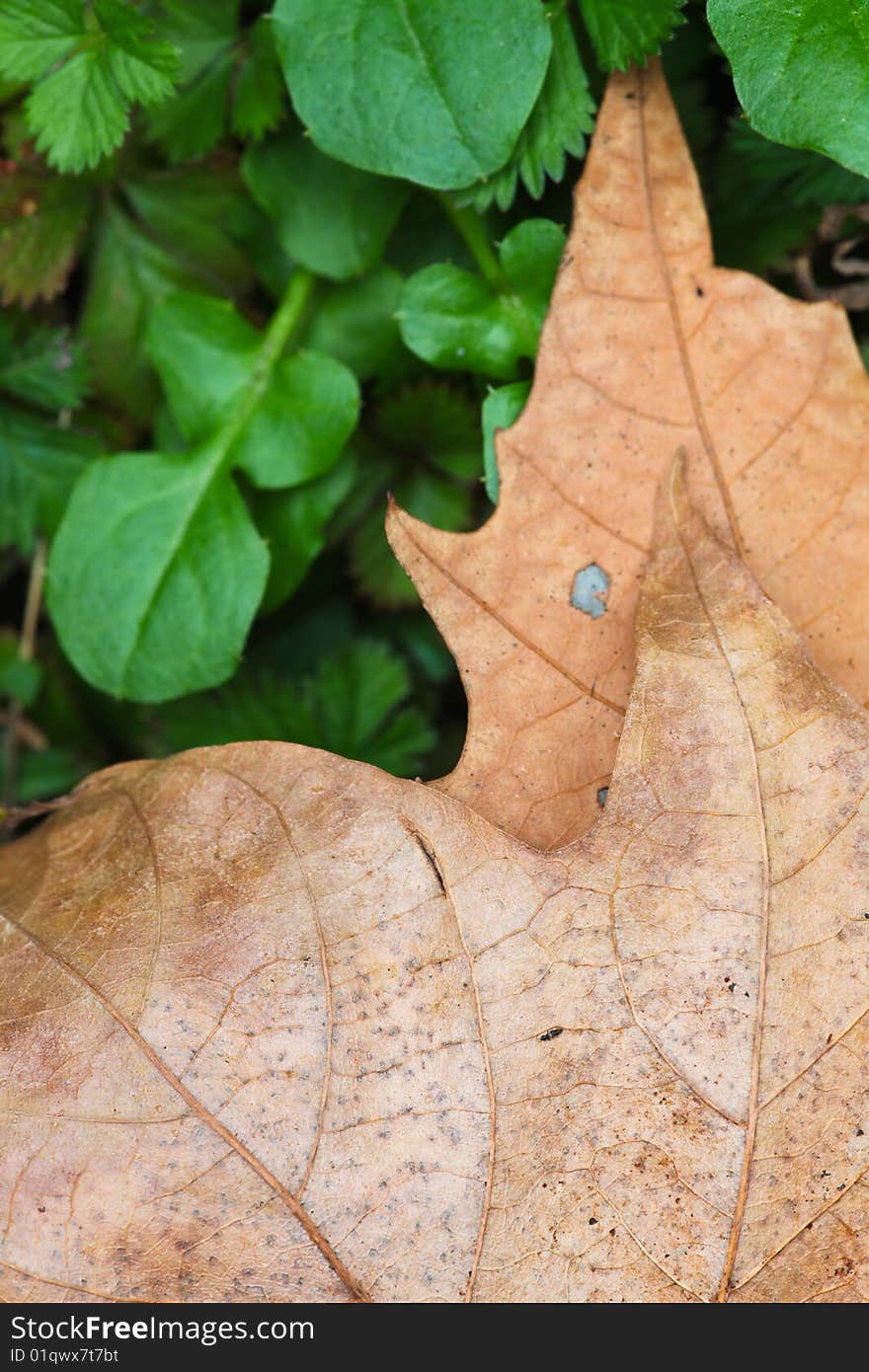 Defoliation