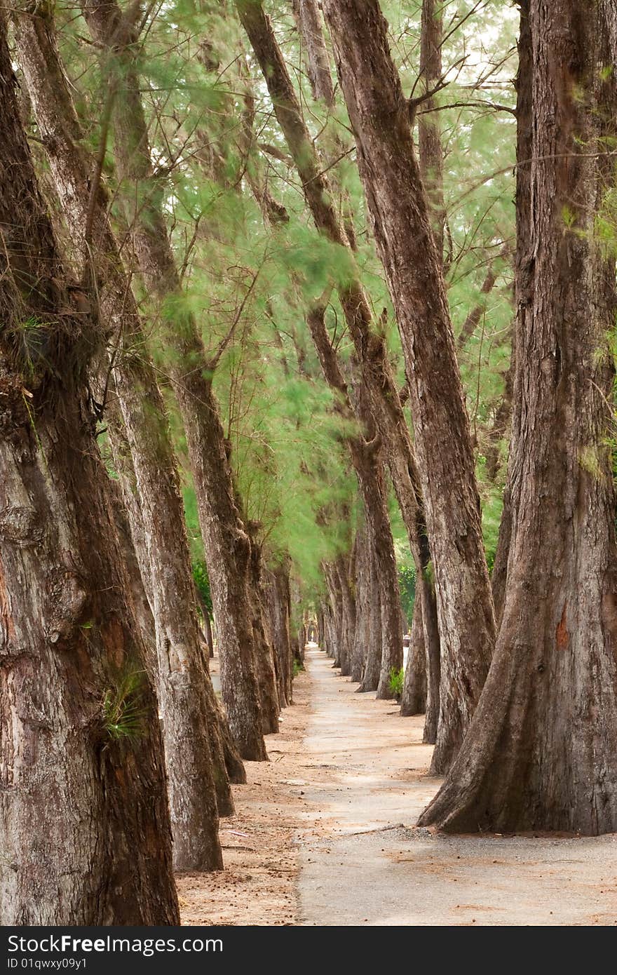 Walkway Between Rows Of Pine