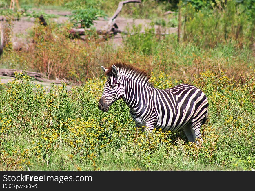 Zebra in South Africa Bushveld