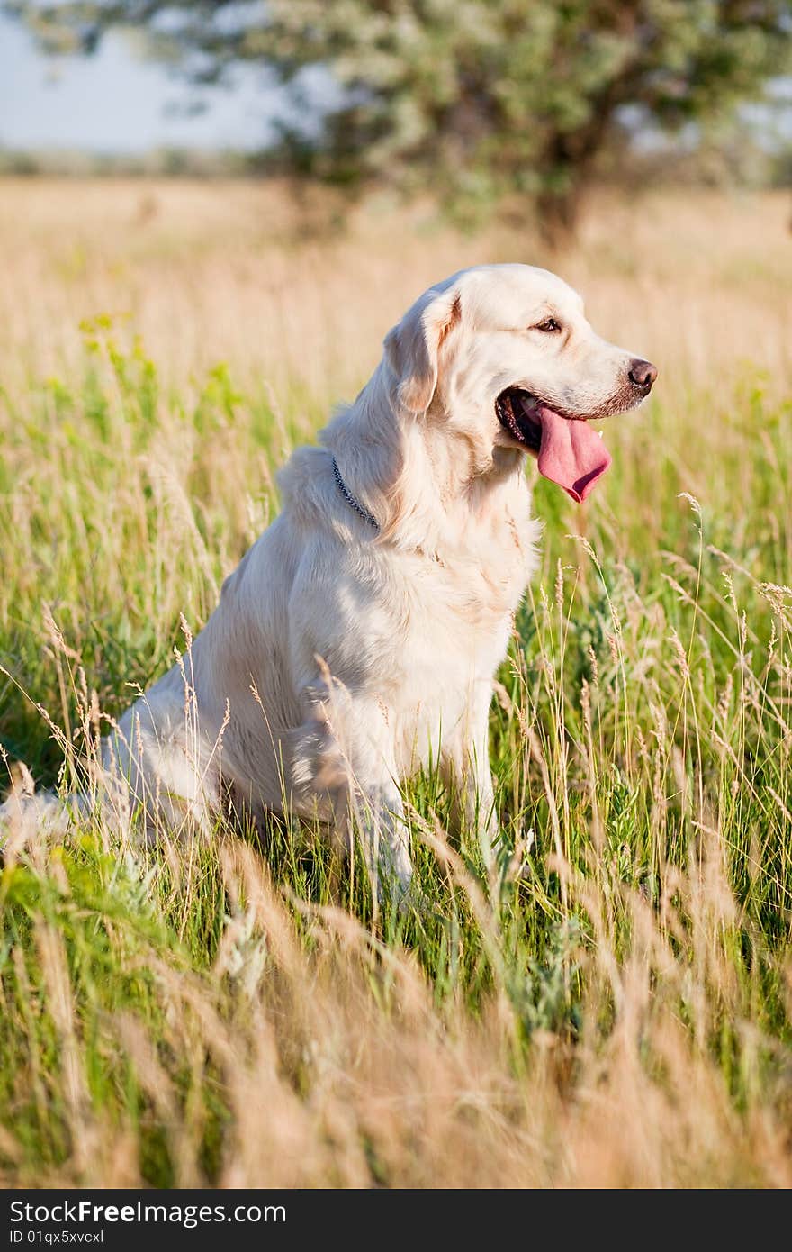 Dog-golden Retriever