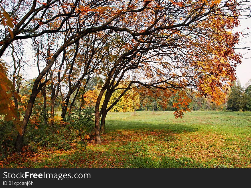 Autumn trees yellow leaves in park over green grass. Autumn trees yellow leaves in park over green grass