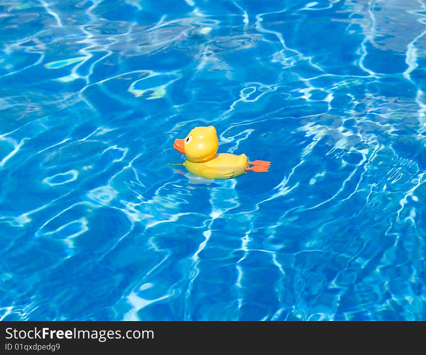 The duckling in water