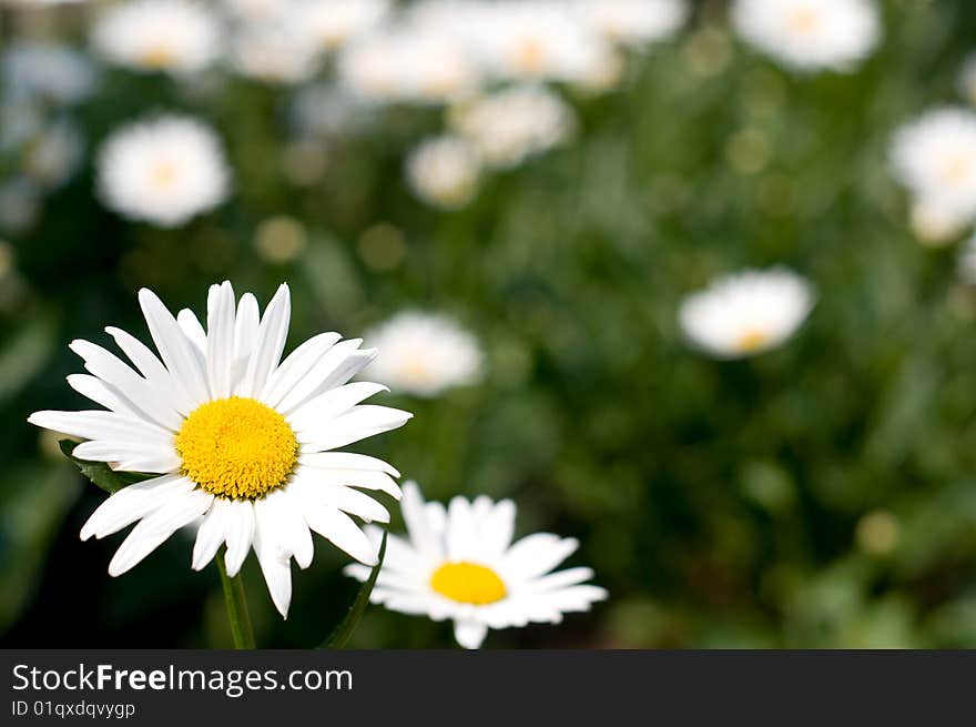 Blooming wild chamomile flowers in the field. Blooming wild chamomile flowers in the field