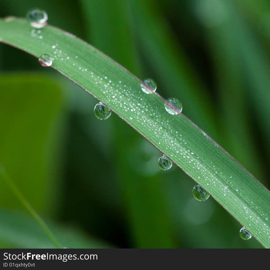 Leaf with dew