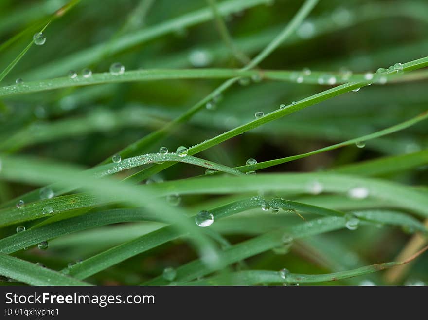 Leaf with dew