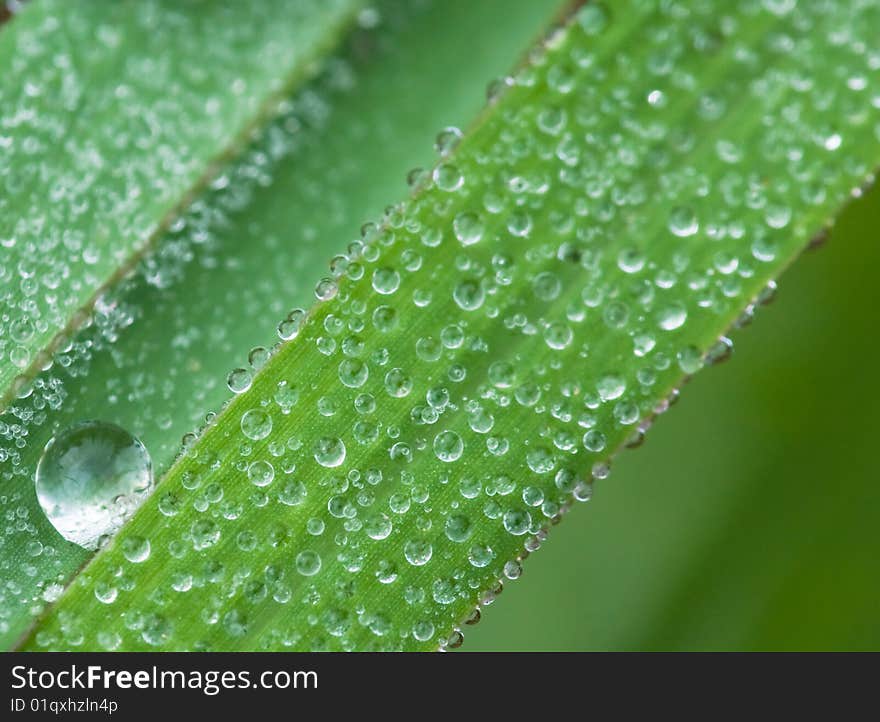 Leaf With Dew