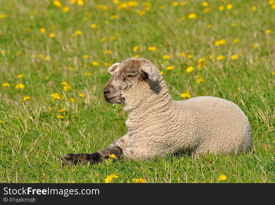 Young lamb and dandelions are spring and summer. Young lamb and dandelions are spring and summer.