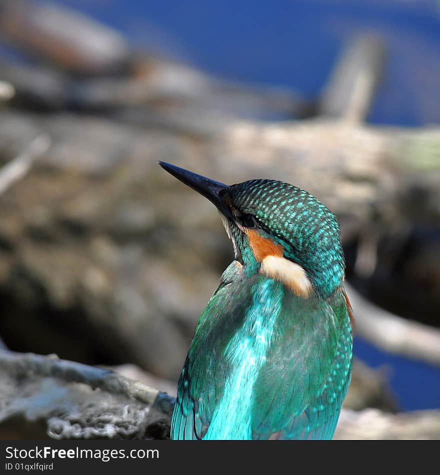 Close-up Of Kingfisher