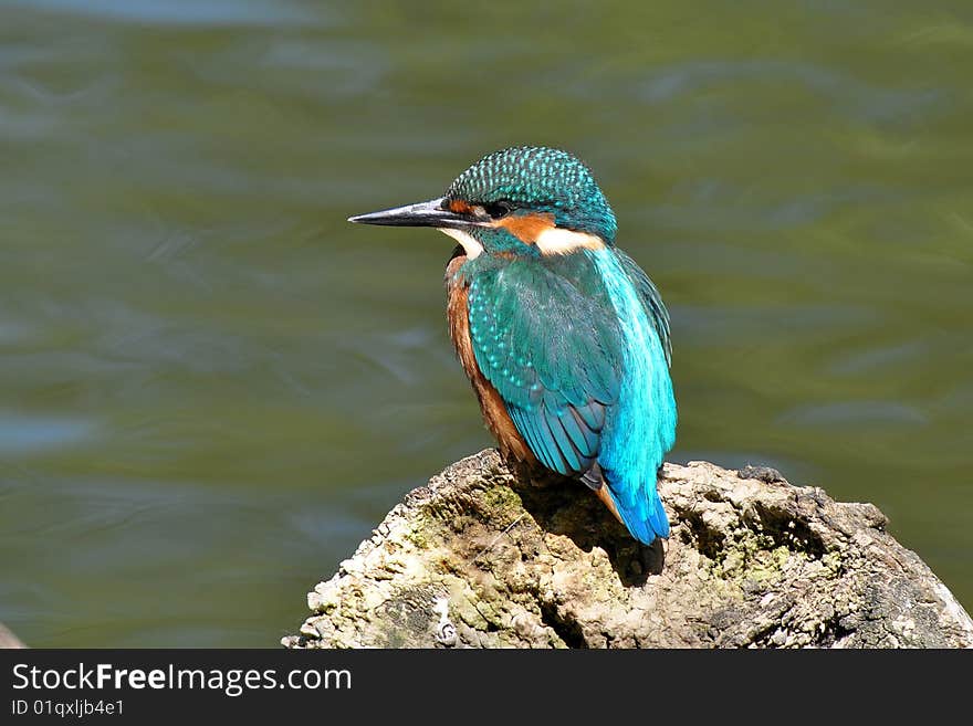 Beautiful colored kingfisher