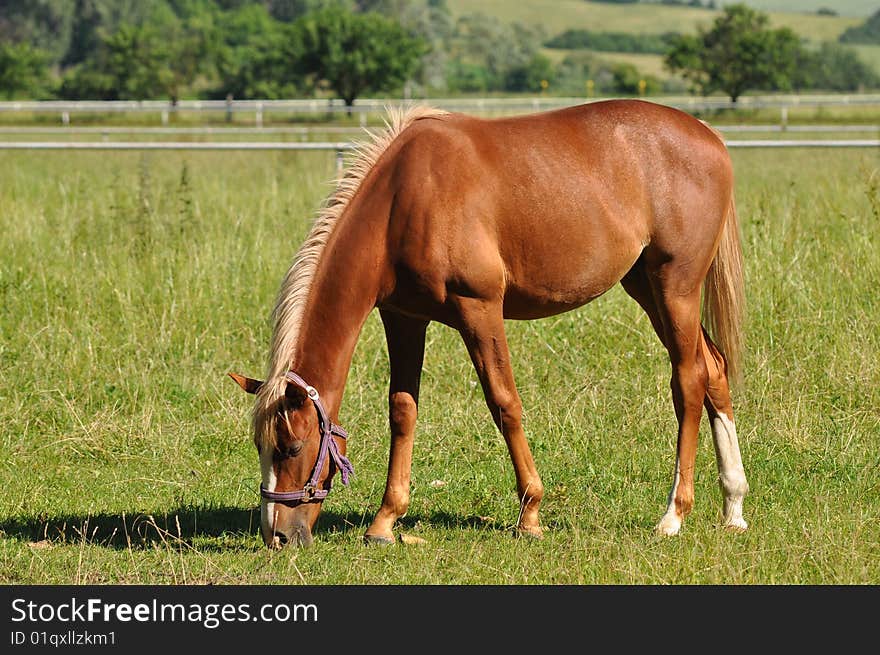 Purebred horse is beautiful animal. Here in Czech republic. Purebred horse is beautiful animal. Here in Czech republic.