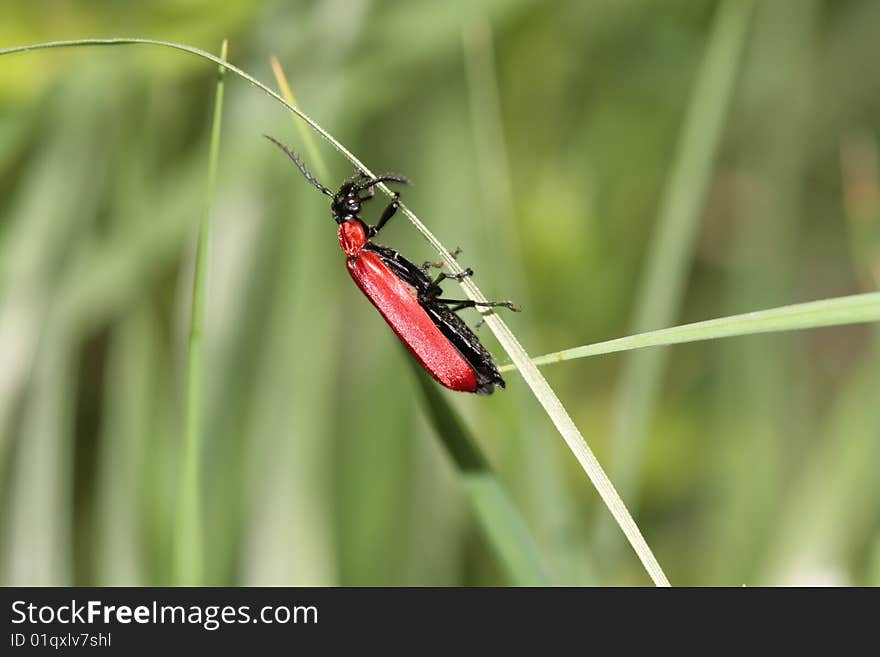 Red bug