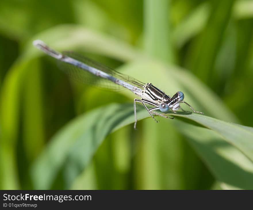 Azure Damselfly (Coenagrion puella)