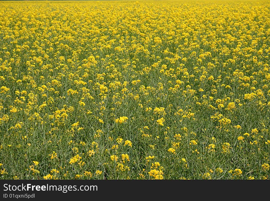 Spring landscape