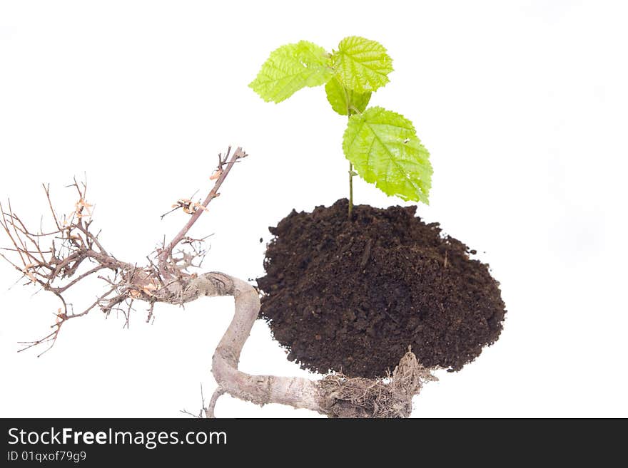 Young tree growing from the ground next to old one. Young tree growing from the ground next to old one