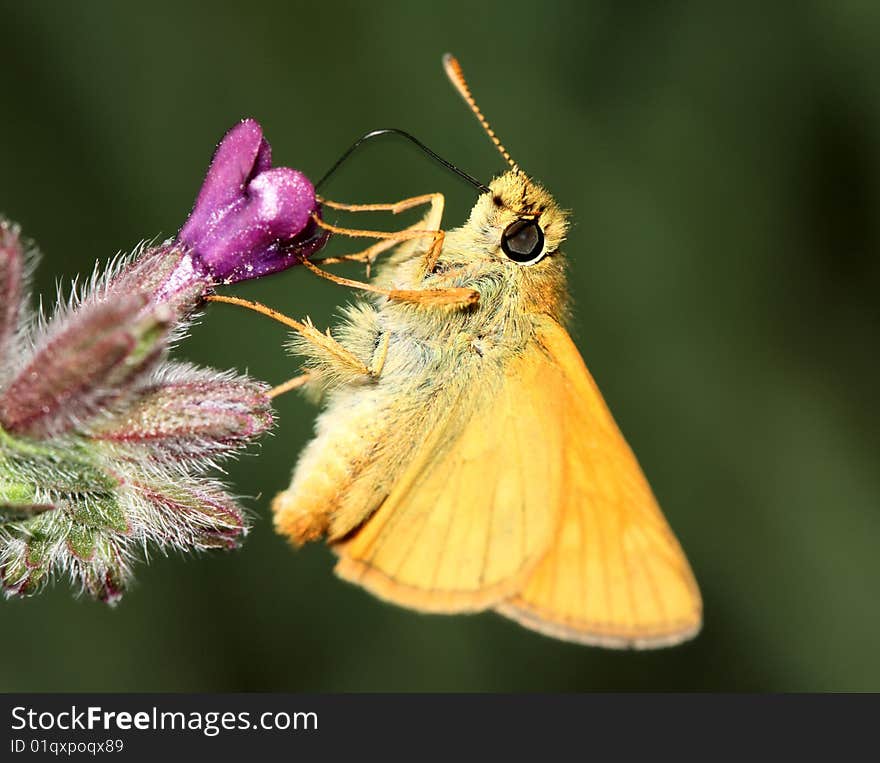 Wonderful yellow butterfly on flower