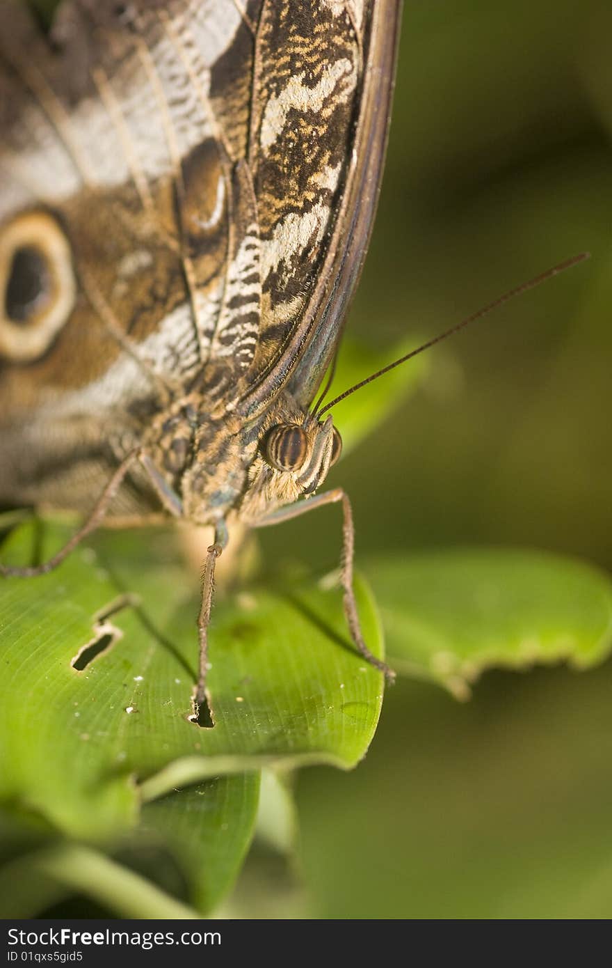 Oblique view macro of an owl butterfly. Oblique view macro of an owl butterfly