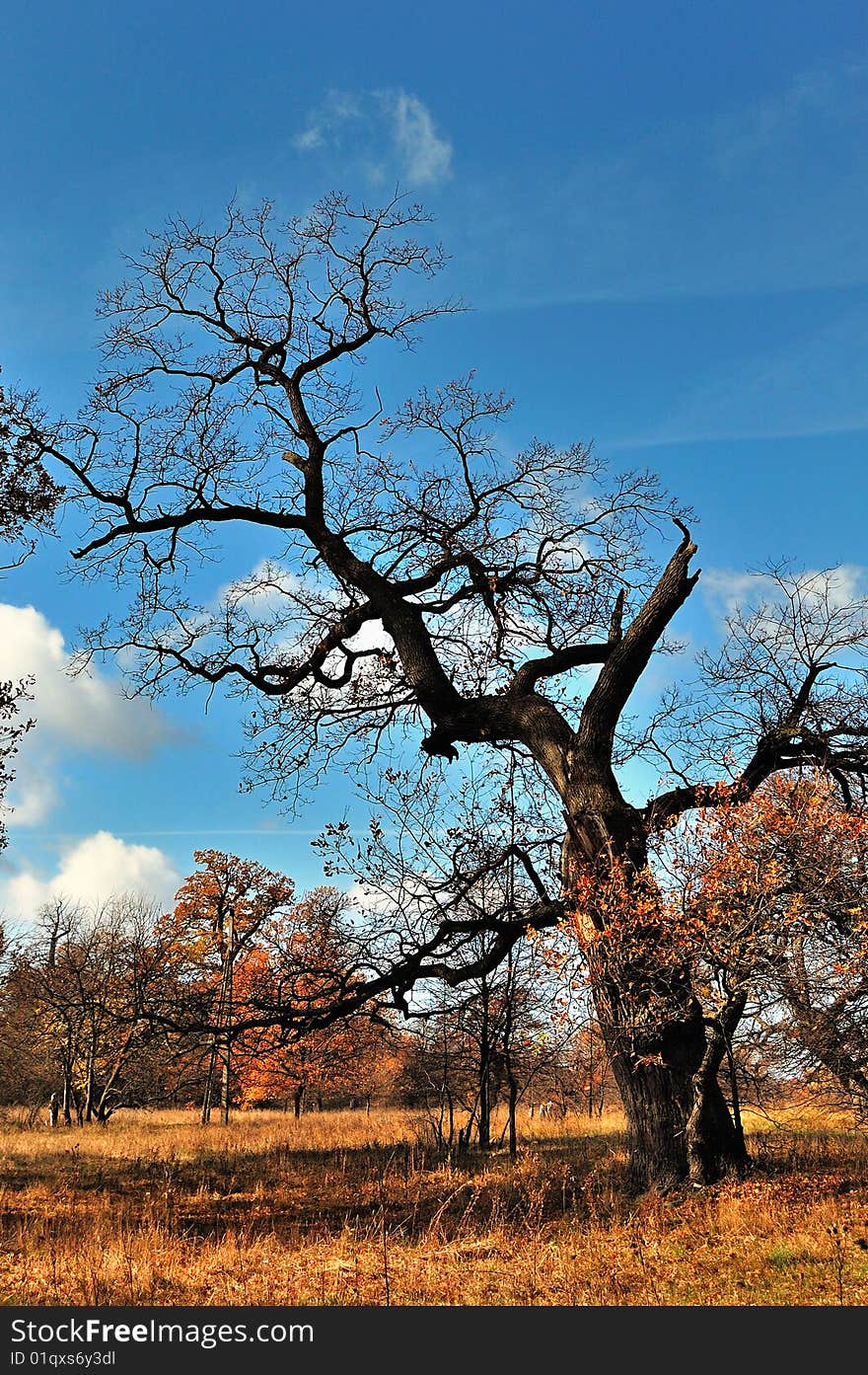 Solitary tree