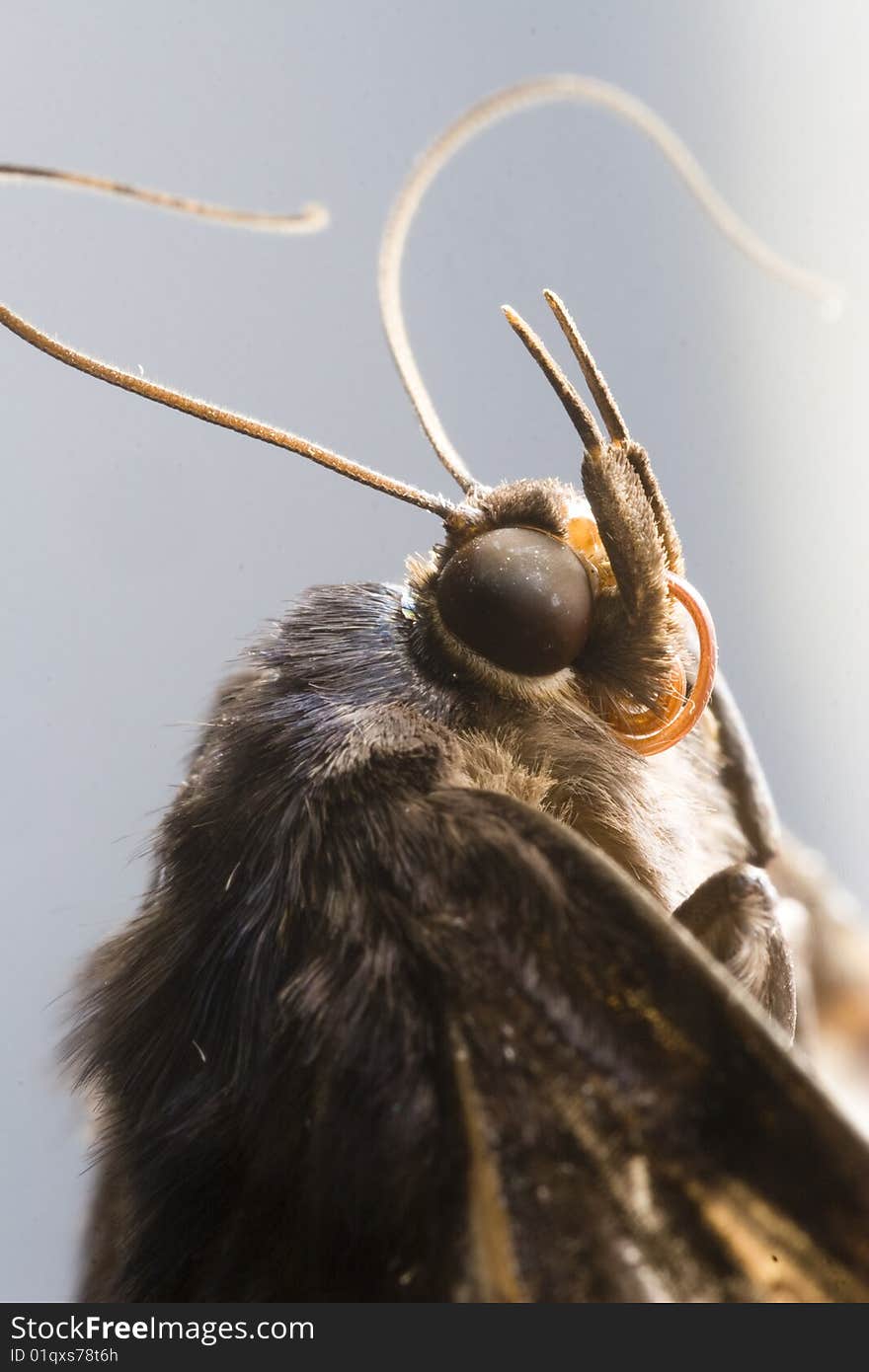 Macro of a butterflies eyes antennae and proboscis. Macro of a butterflies eyes antennae and proboscis