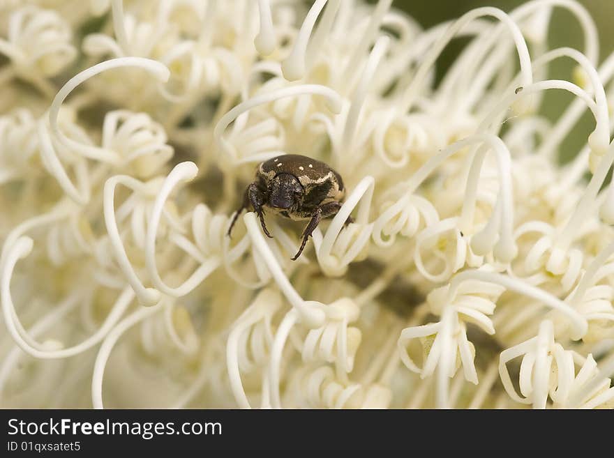 Beetle Amongst Flower