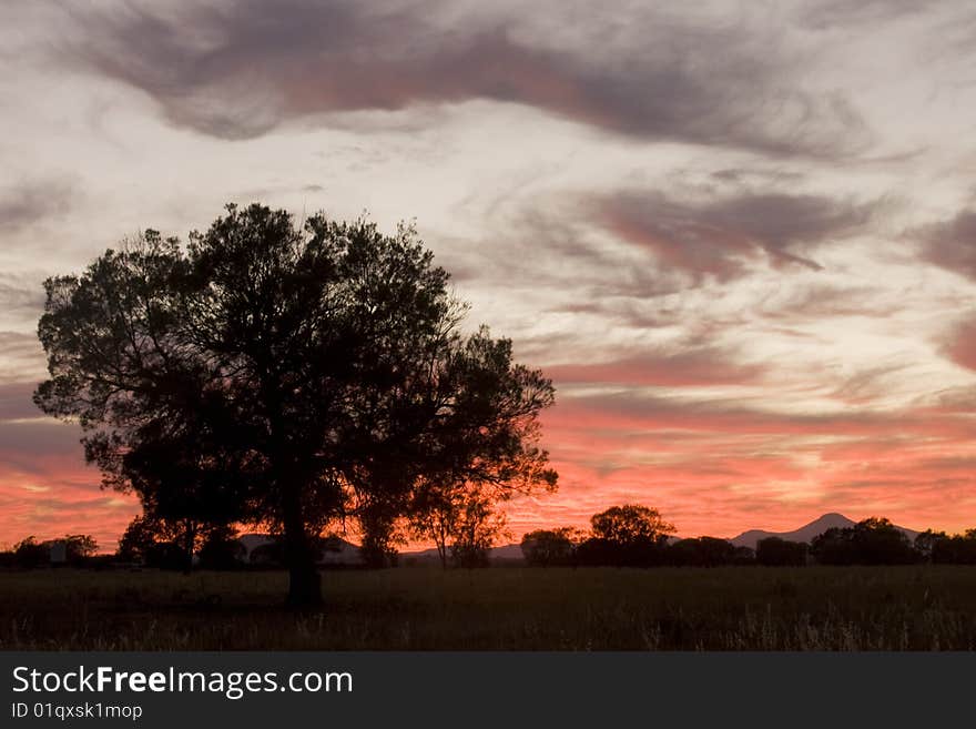 Sunrise tree silhouette