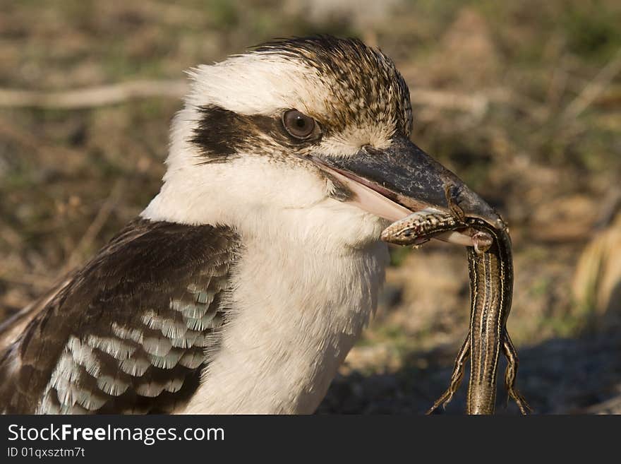 Closeup of an Australia kookaburra eatting a lizard. Closeup of an Australia kookaburra eatting a lizard