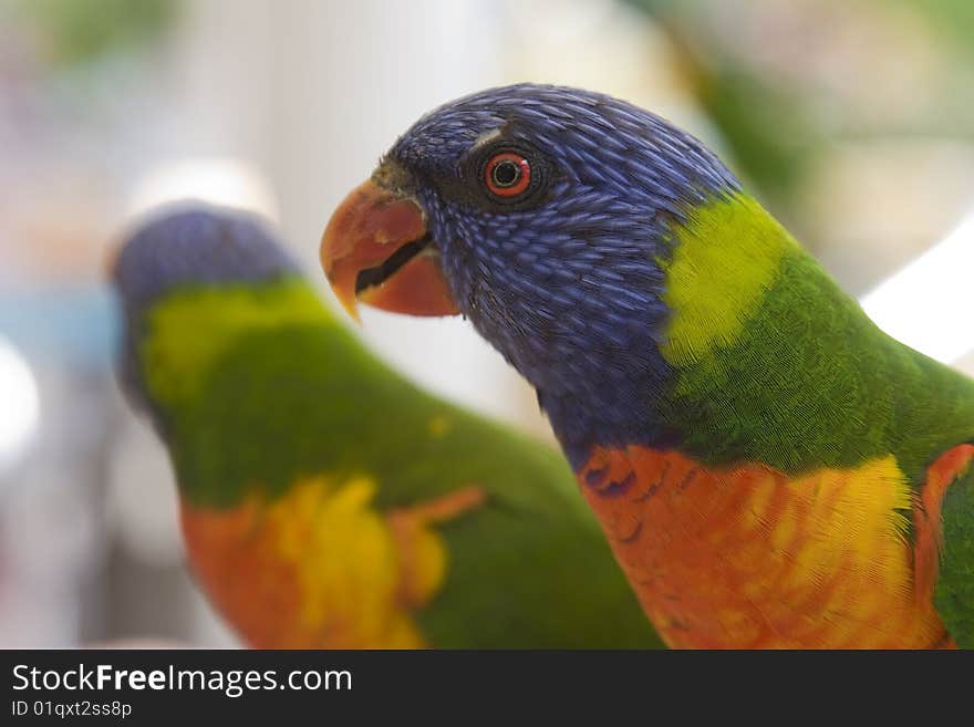 Close up of a cheeky rainbow lorikeet parrot. Close up of a cheeky rainbow lorikeet parrot