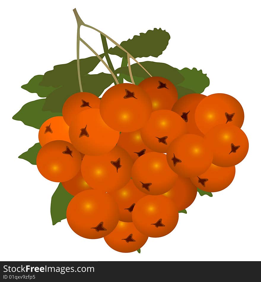 Detalised illustration of orange ashberry with leaf over white. Detalised illustration of orange ashberry with leaf over white