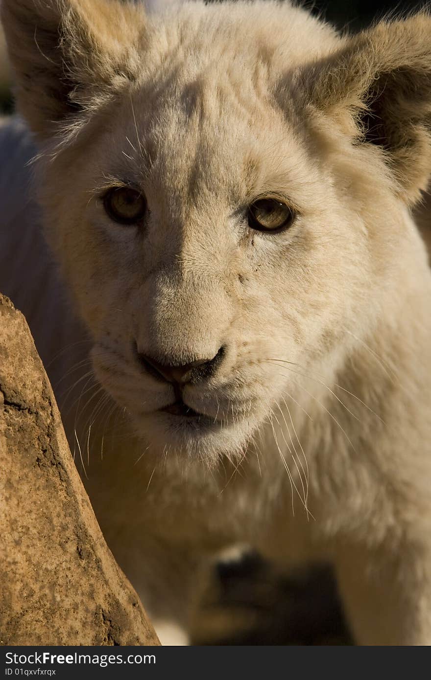 White Lion Cub