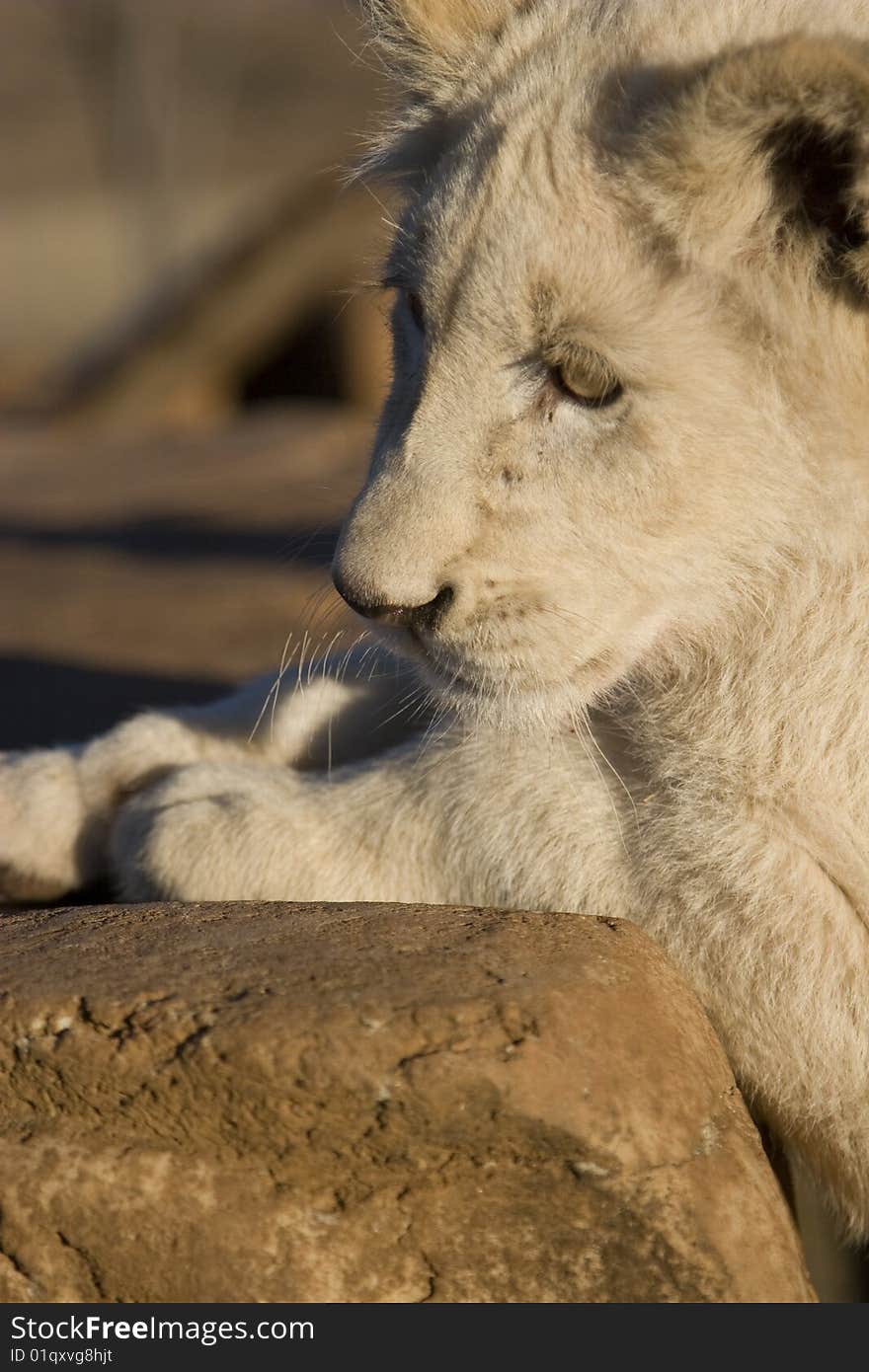 White lion cub