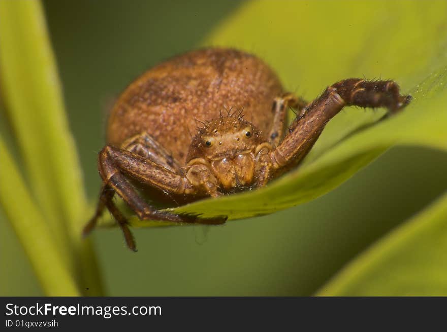 A spider - close up photo