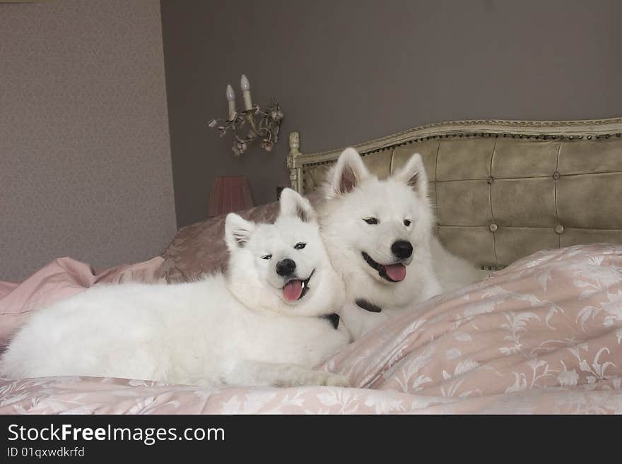 Two fluffy cuddly Samoeyeds posing on a bed