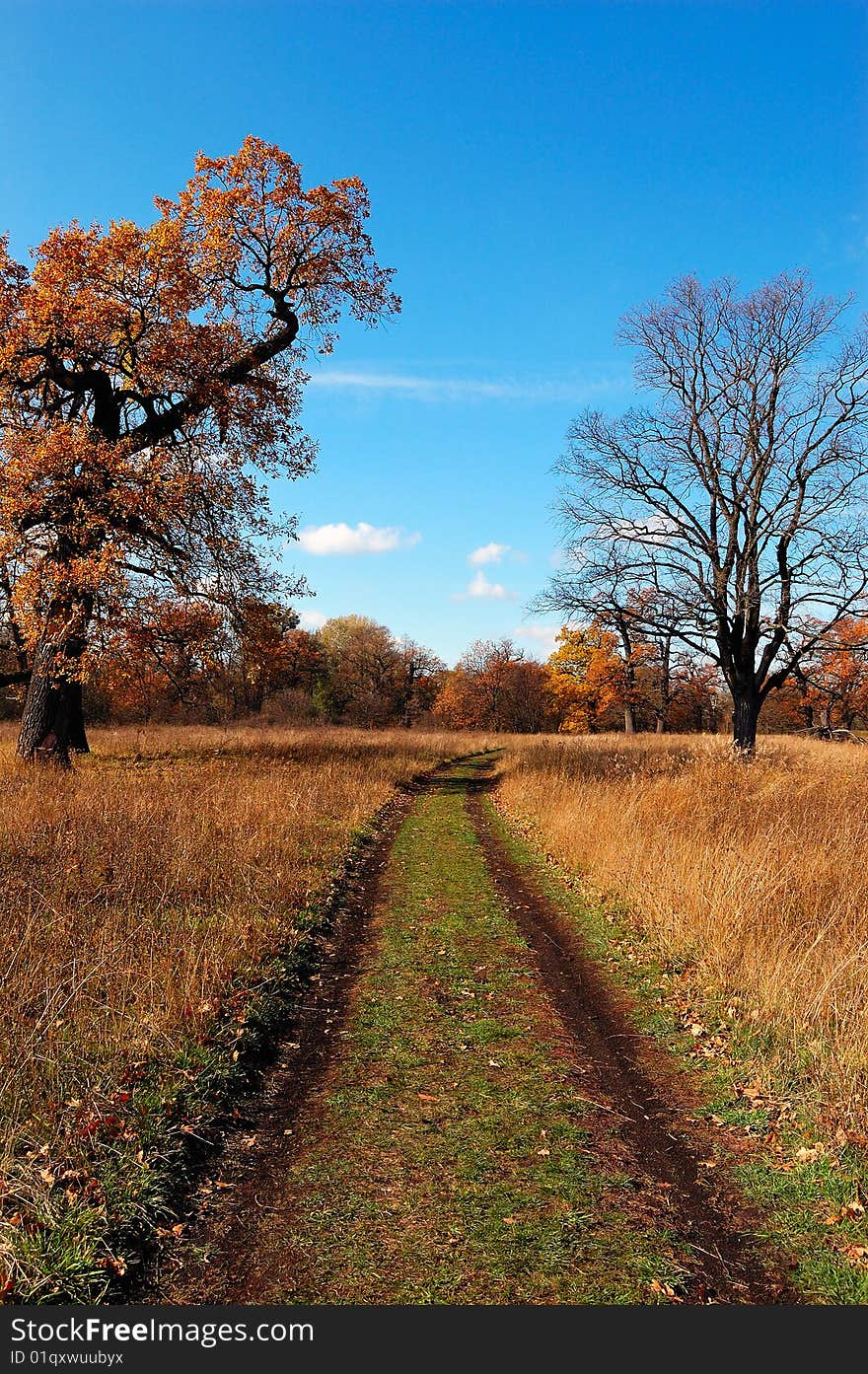 Tree by autumn to prepare to winter