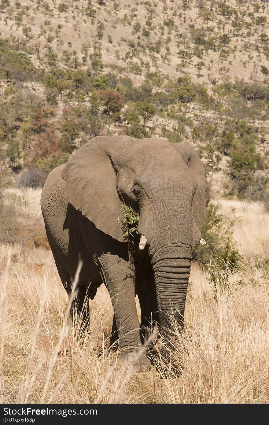 Strolling elephant