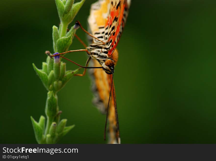 A beautiful butterfly was sucking the Nectar. A beautiful butterfly was sucking the Nectar.