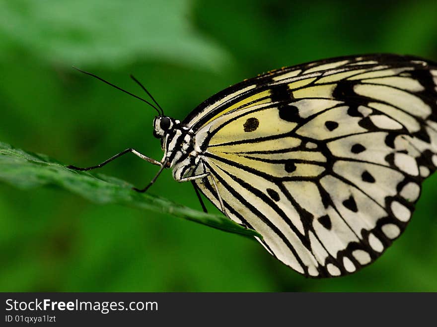 A beautiful butterfly was staying on the leaf. A beautiful butterfly was staying on the leaf.