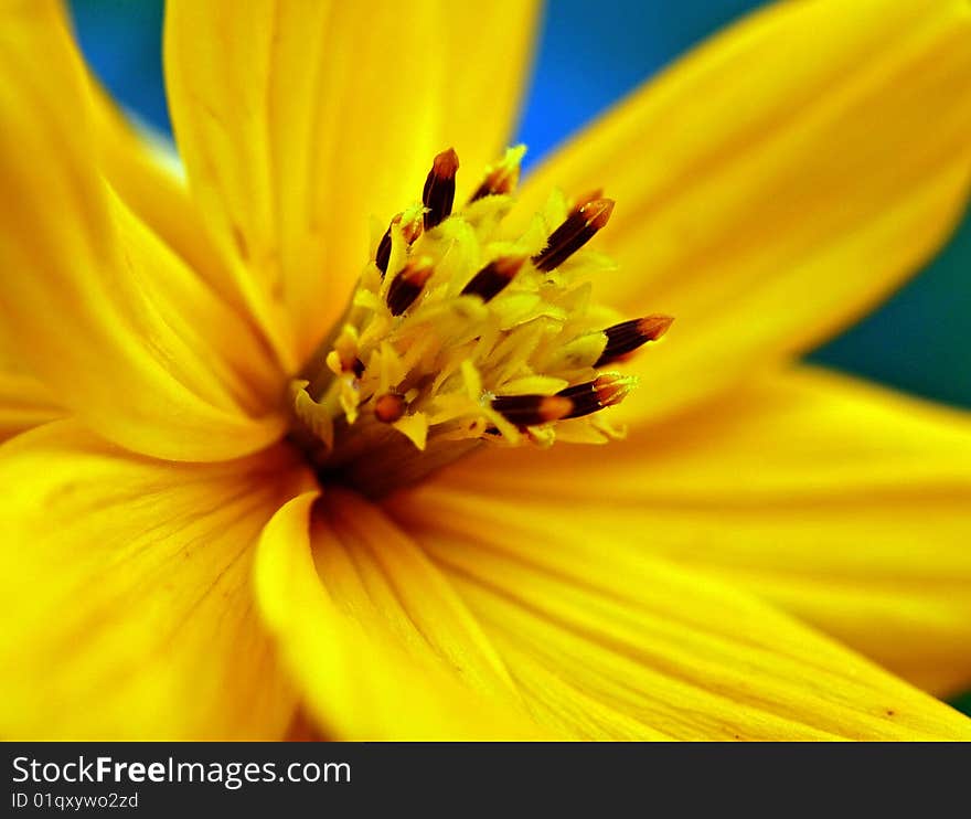 Closeup of a yellow flower against blue