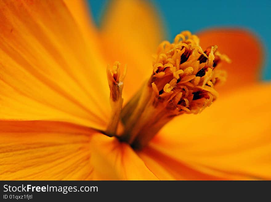 Closeup of an orange flower