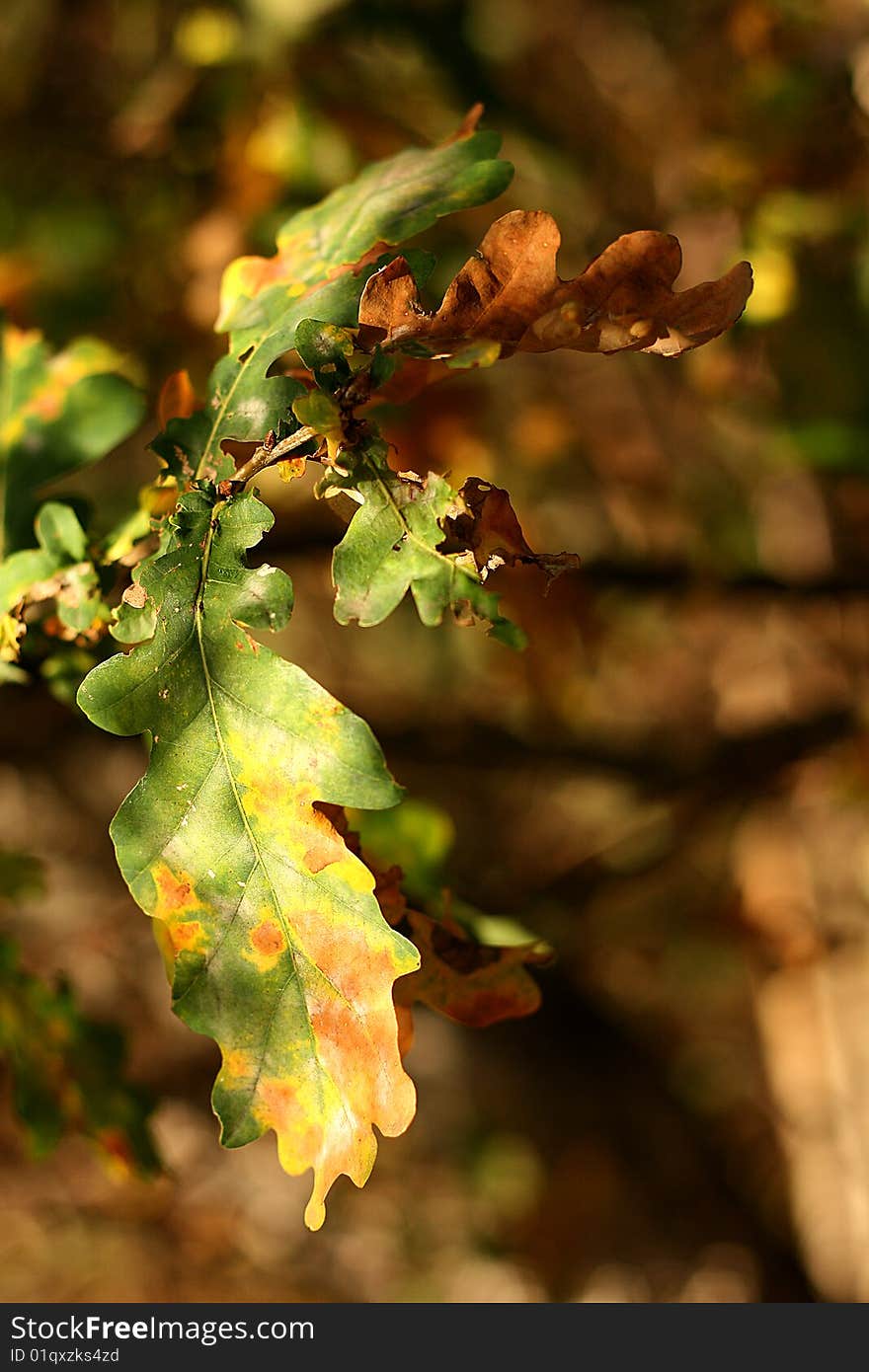 Autumn leaf coloured in branch