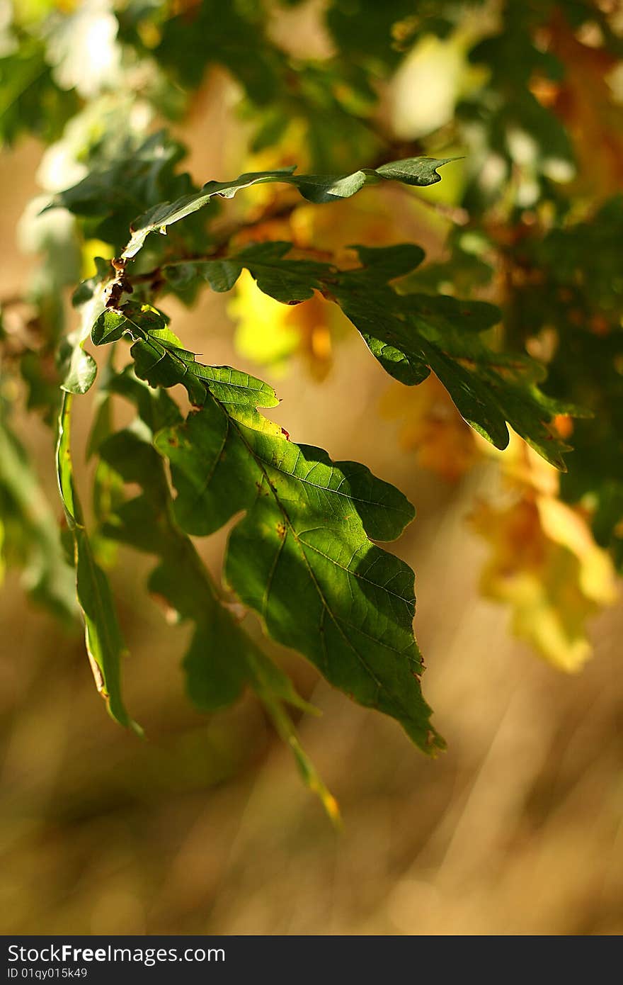 Autumn leaf coloured in branch